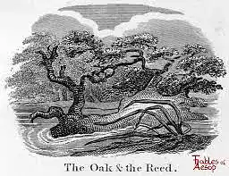The Tree and The Reed - Fables of Aesop