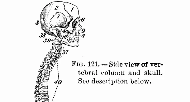 Screenwriting: The Emotional Spine