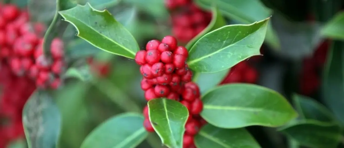 Mistletoe & Menorahs: 14 Holiday Romances