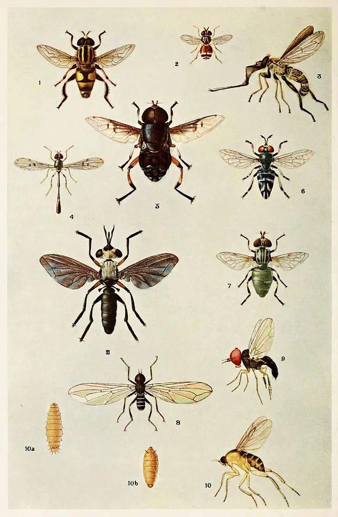 The Story Behind Kafka's Insect Infestation