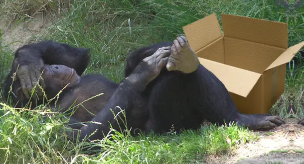 Beyond the Comfort Zone: Writing Outside Your Box