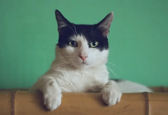 The Purr-fect Tail: 7 Books to Celebrate Respect Your Cat Day