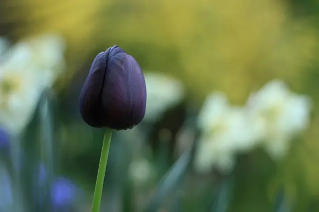 Have You a Tamerlane? Down the Rabbit Hole of U.S. Literature’s Black Tulip