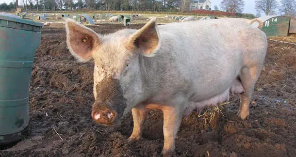 From Silk Purses to Sows’ Ears